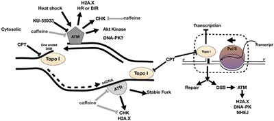 Evaluation of ATM Kinase Inhibitor KU-55933 as Potential Anti-Toxoplasma gondii Agent